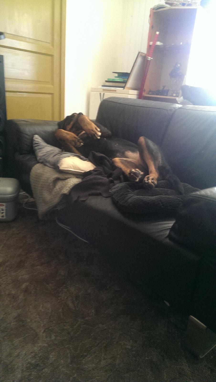 Rottweiler Von Hause Nomis Irina (Kikki) billede 4