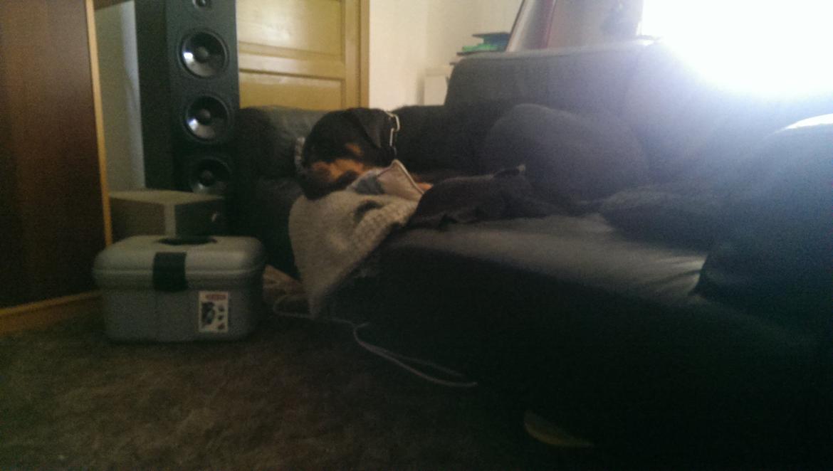 Rottweiler Von Hause Nomis Irina (Kikki) billede 6