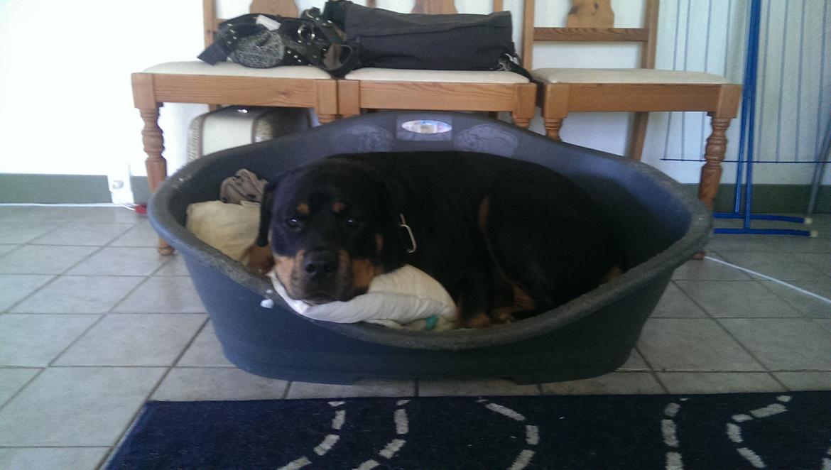 Rottweiler Von Hause Nomis Irina (Kikki) billede 5