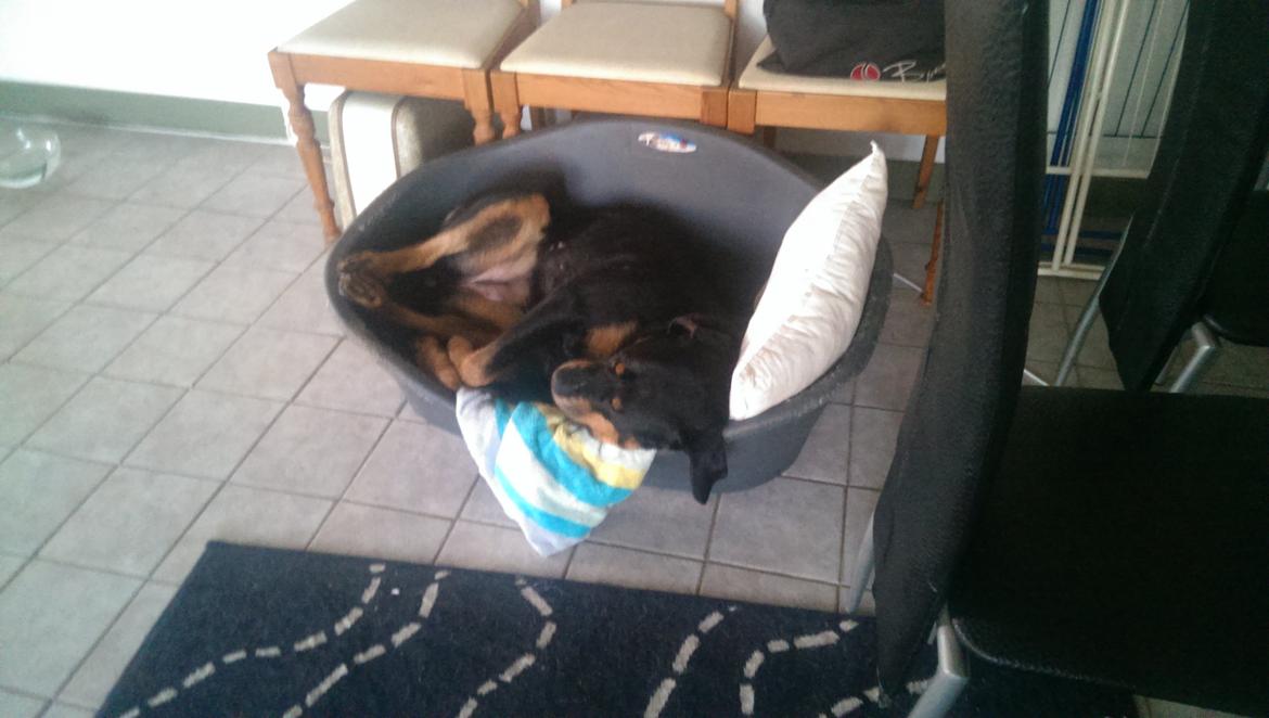 Rottweiler Von Hause Nomis Irina (Kikki) billede 7