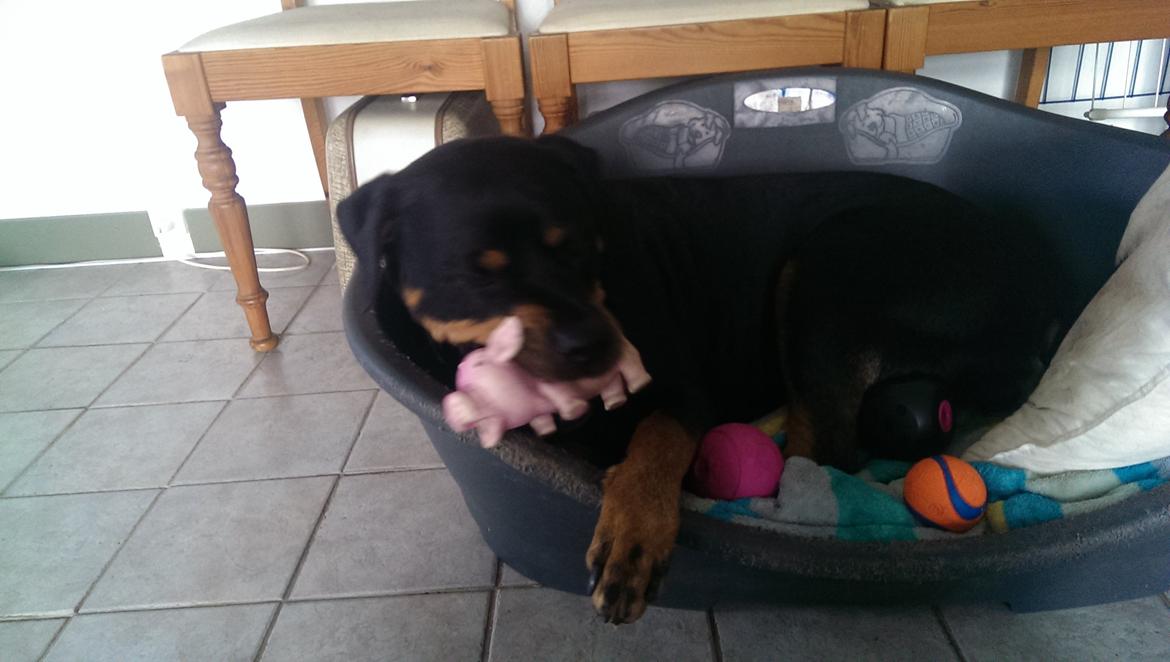 Rottweiler Von Hause Nomis Irina (Kikki) billede 8