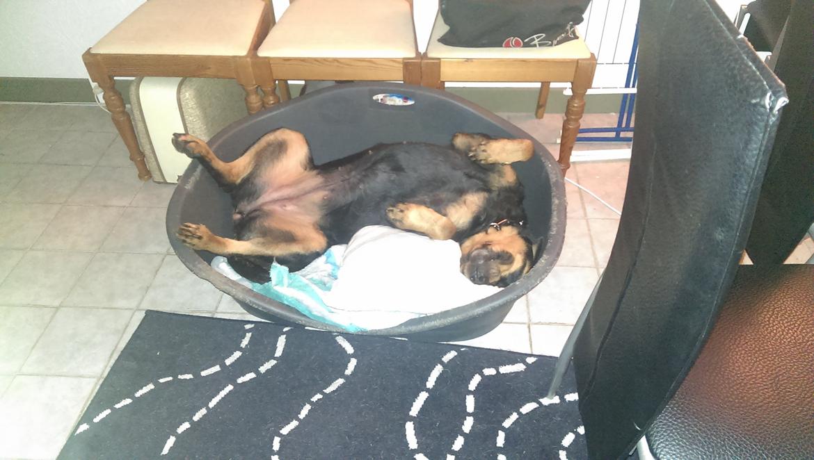 Rottweiler Von Hause Nomis Irina (Kikki) billede 9