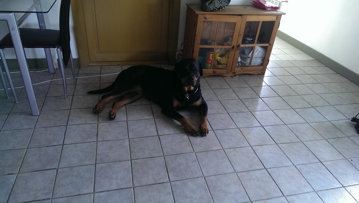 Rottweiler Von Hause Nomis Irina (Kikki) billede 10