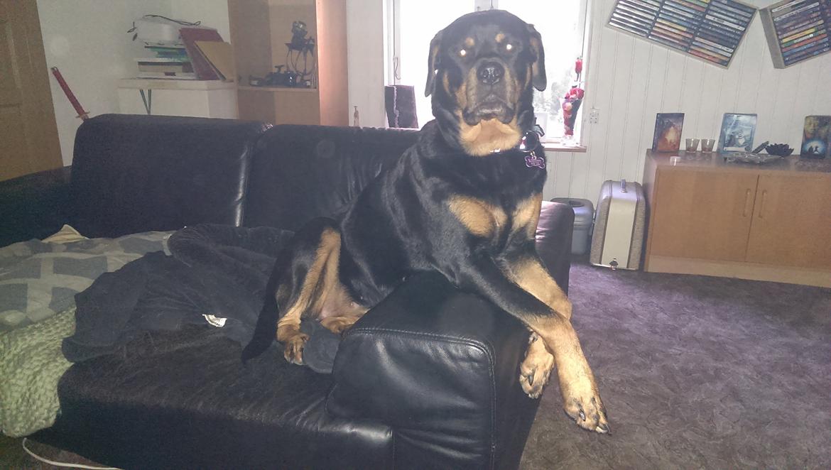 Rottweiler Von Hause Nomis Irina (Kikki) billede 11