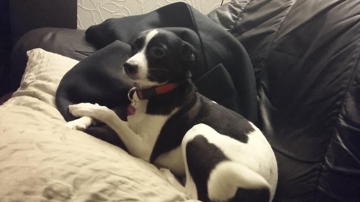 Blanding af racer Cille billede 1