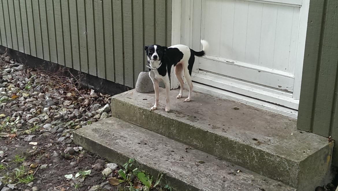 Blanding af racer Cille billede 2