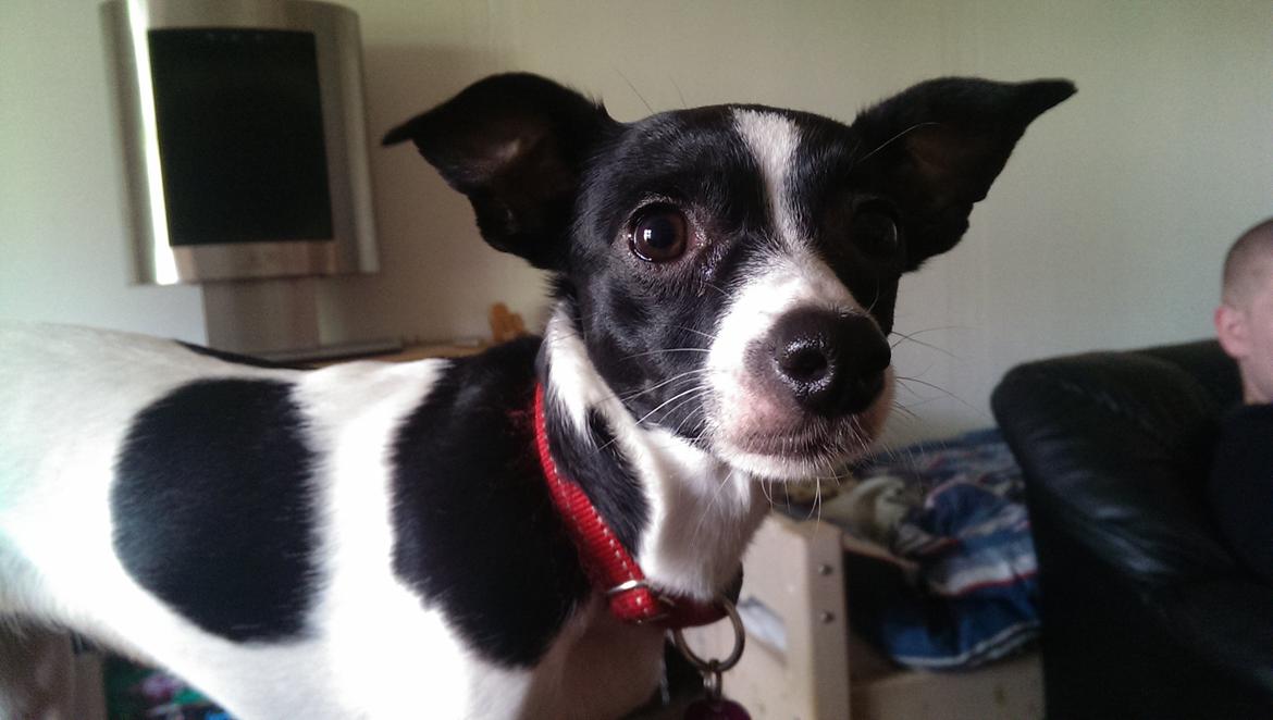 Blanding af racer Cille billede 3