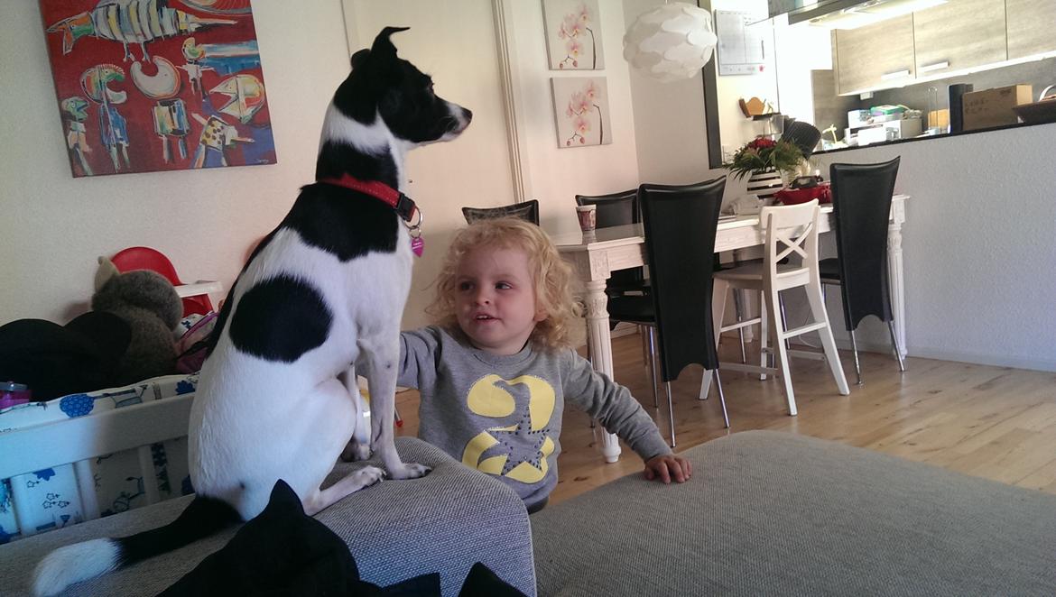 Blanding af racer Cille billede 4