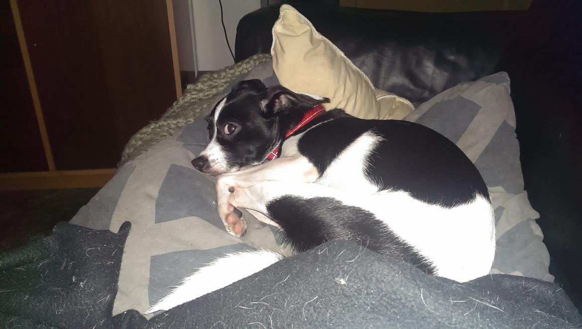 Blanding af racer Cille billede 6