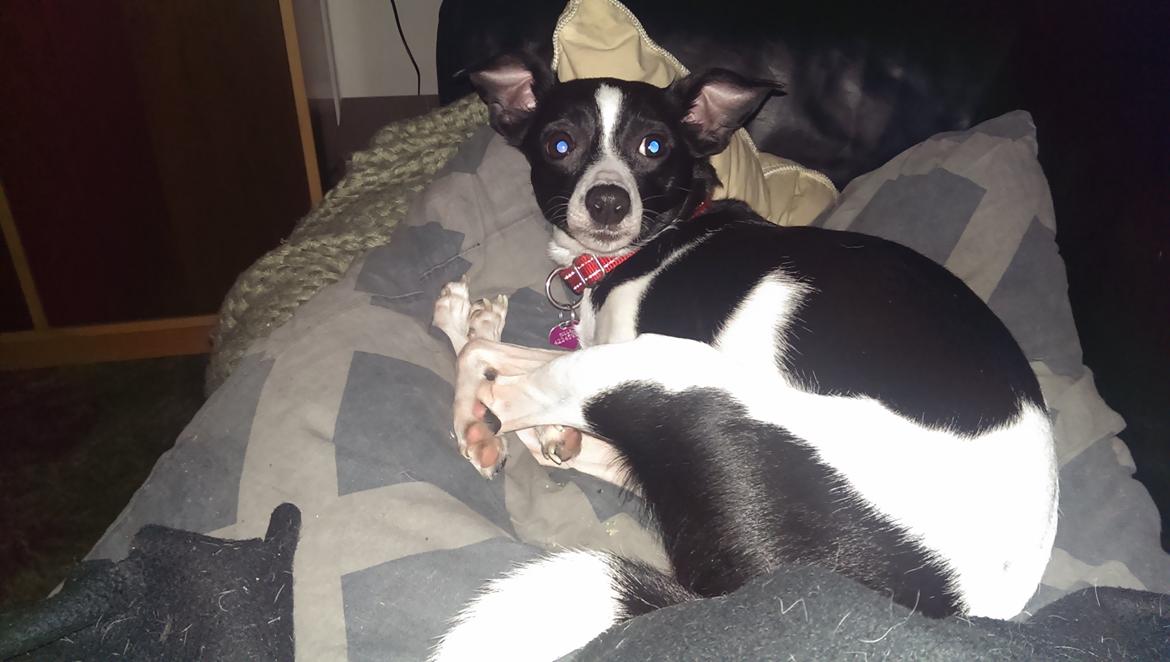 Blanding af racer Cille billede 7