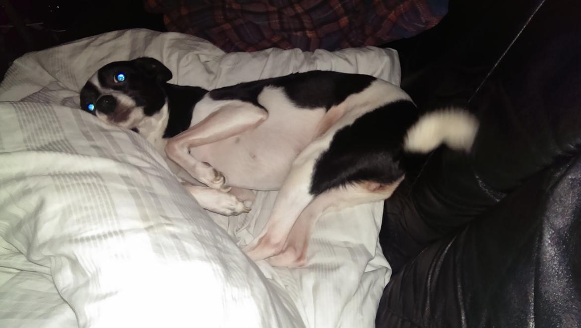 Blanding af racer Cille billede 9