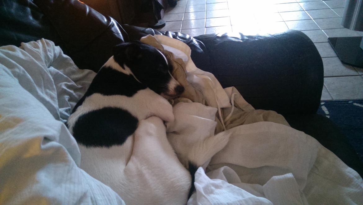 Blanding af racer Cille billede 10