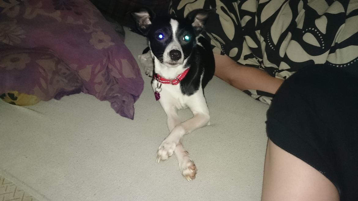 Blanding af racer Cille billede 11