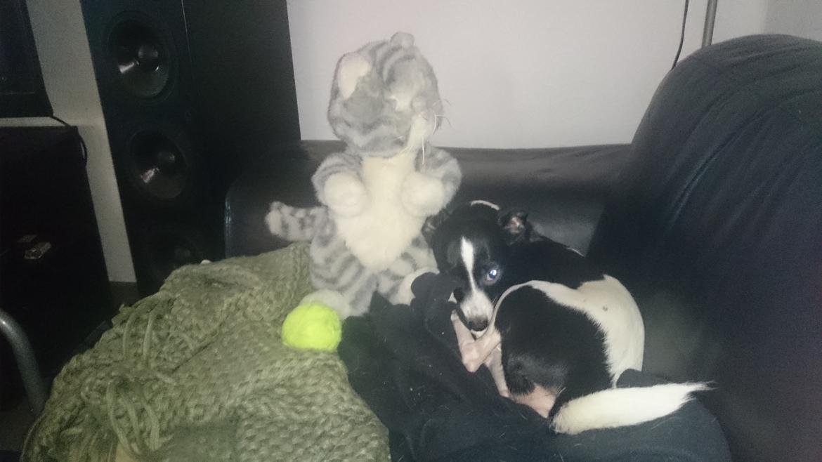 Blanding af racer Cille billede 13