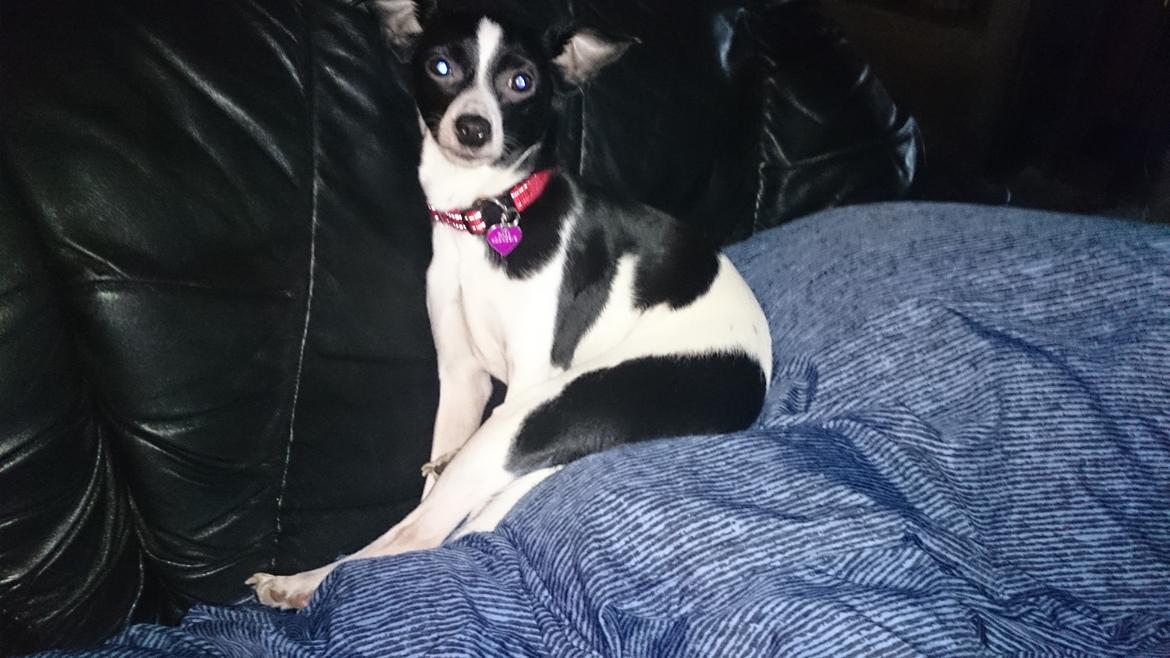 Blanding af racer Cille billede 12