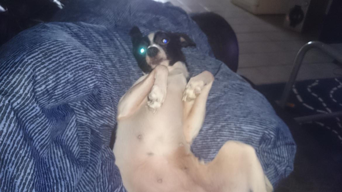 Blanding af racer Cille billede 14