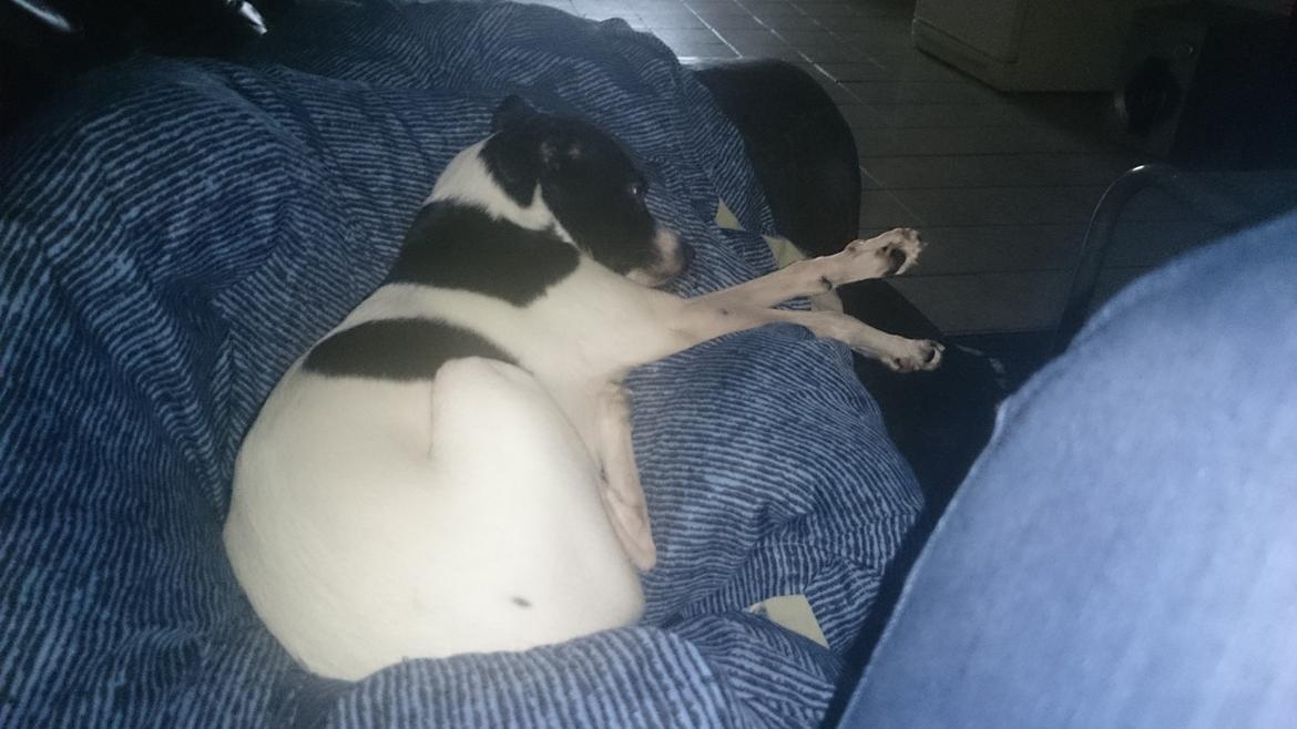 Blanding af racer Cille billede 16