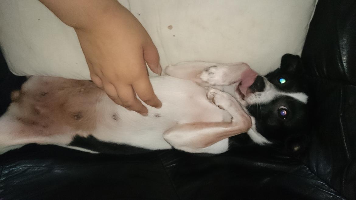 Blanding af racer Cille billede 17