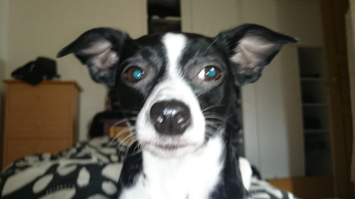 Blanding af racer Cille billede 15