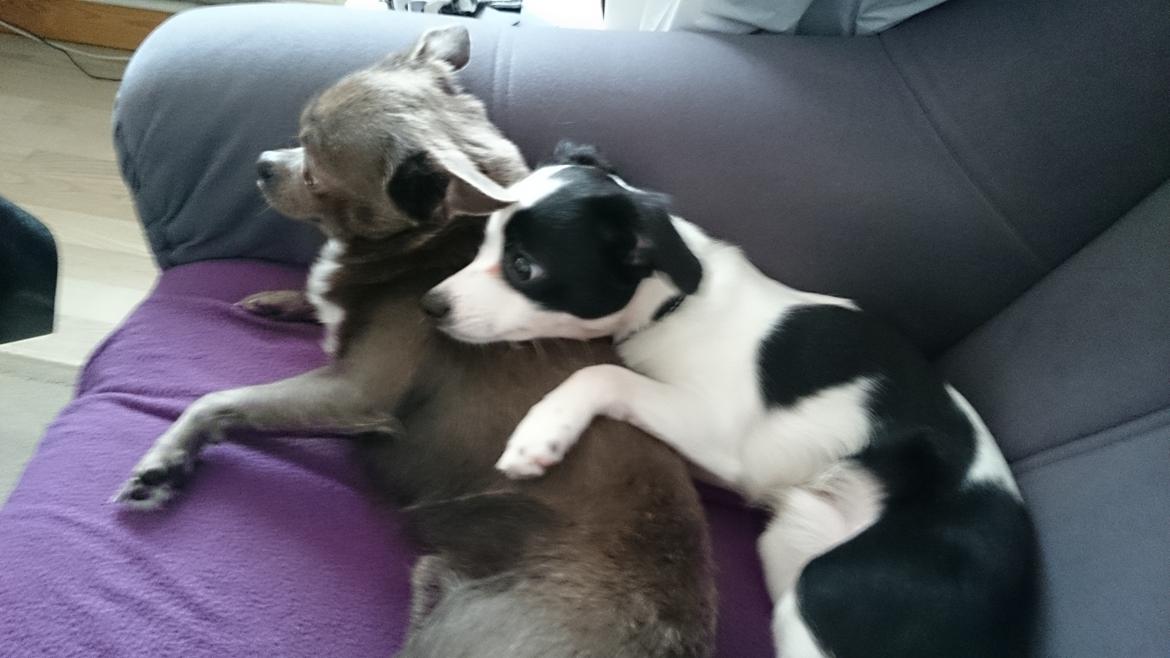 Blanding af racer Cille - Cille's hvalp og 'kæreste' billede 19