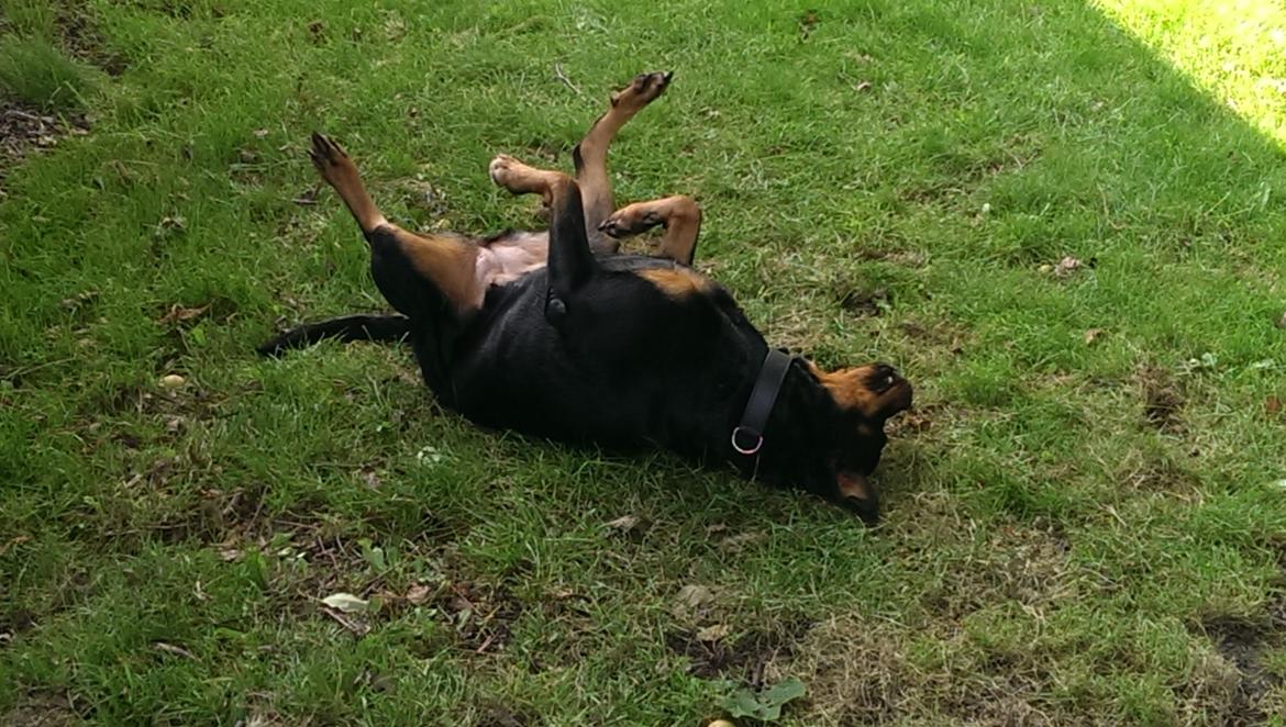 Rottweiler Von Hause Nomis Irina (Kikki) - elsker at rulle sig i haven 😁 billede 12