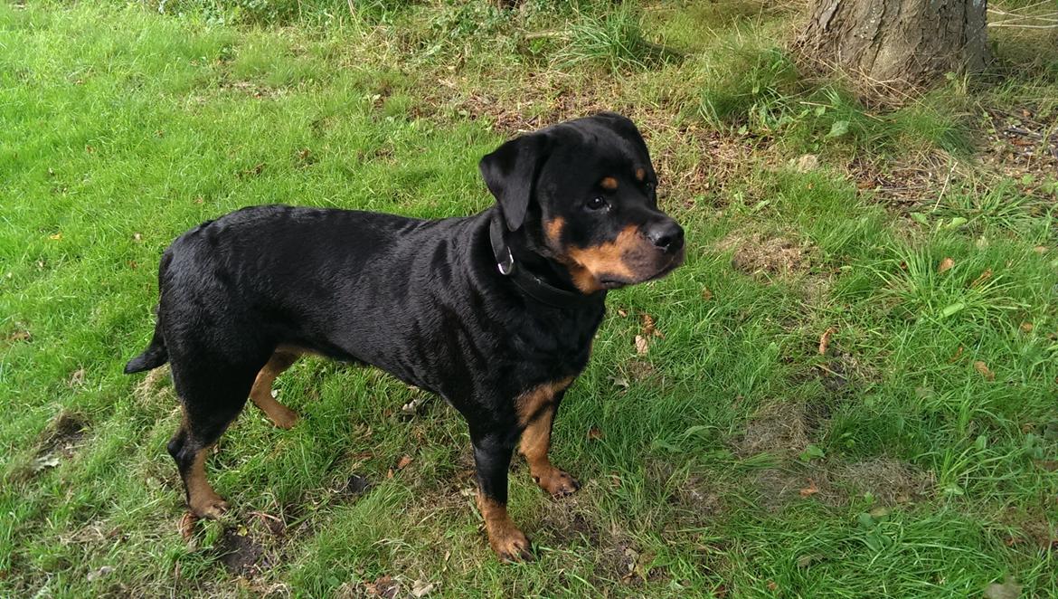 Rottweiler Von Hause Nomis Irina (Kikki) billede 13