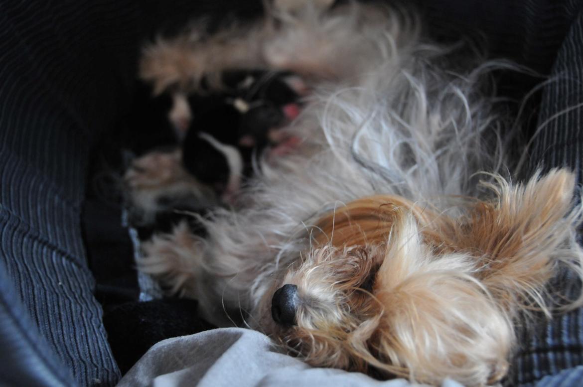 Biewer yorkshire terrier LULU billede 26