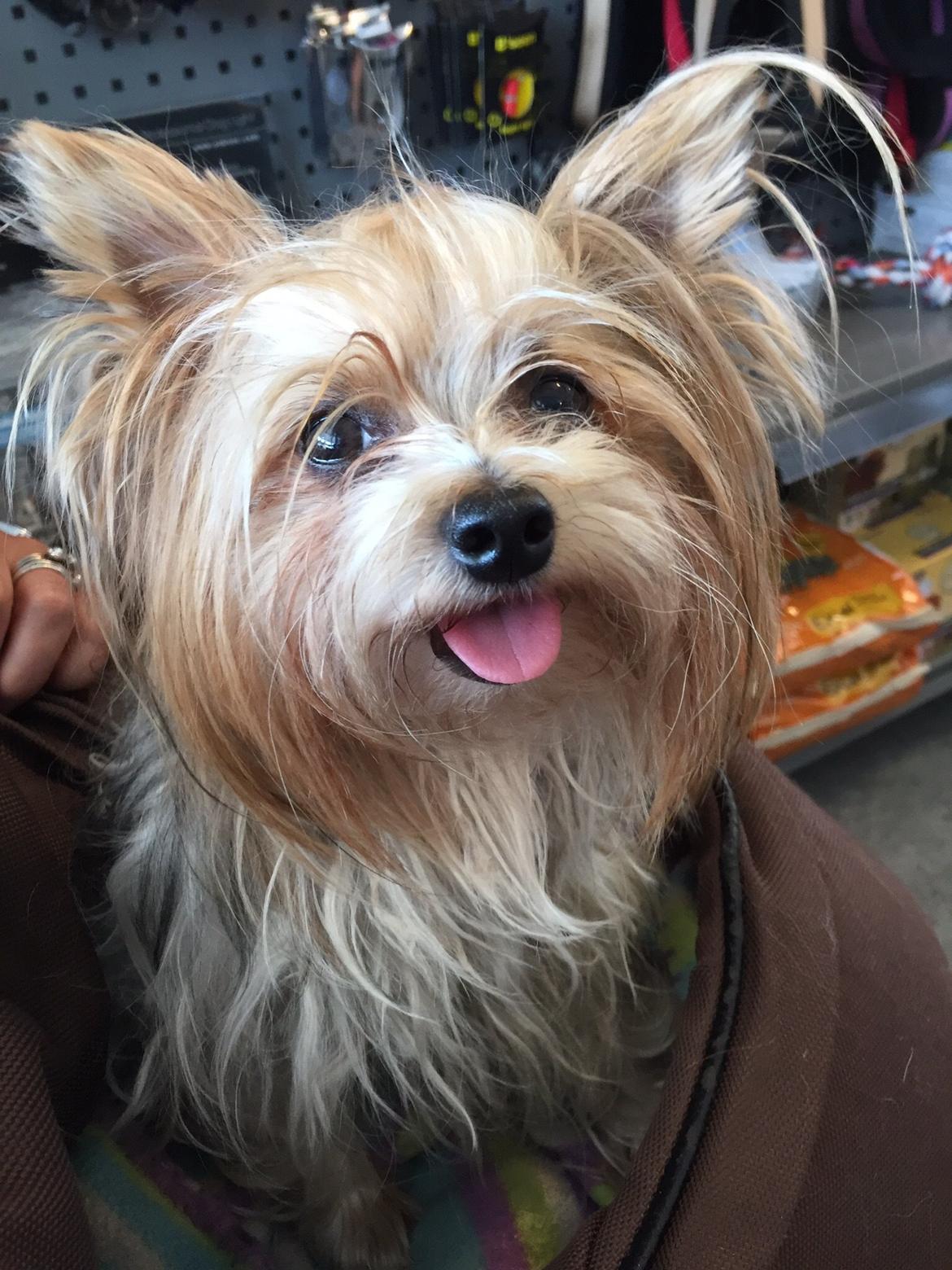 Biewer yorkshire terrier LULU billede 38