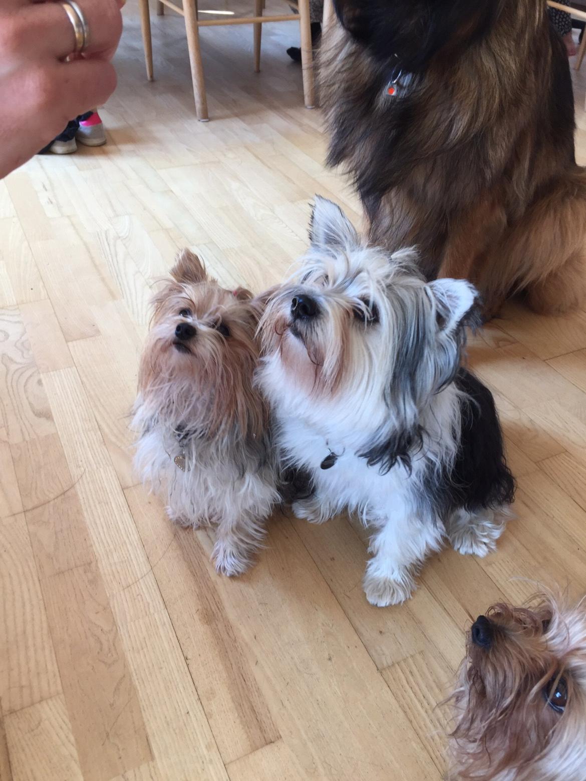 Biewer yorkshire terrier LULU billede 37