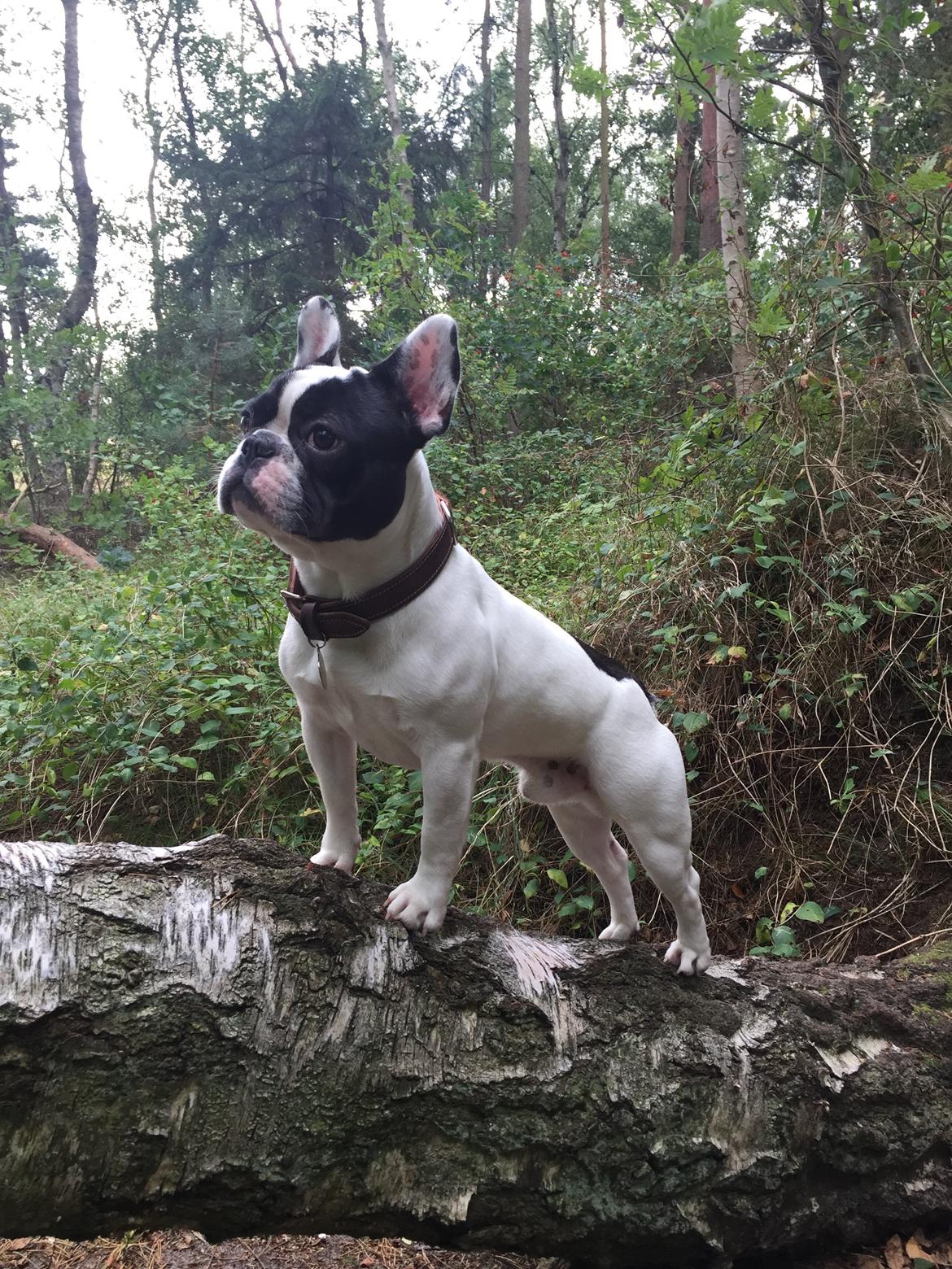 Fransk bulldog Bullys Lord Oscar billede 5