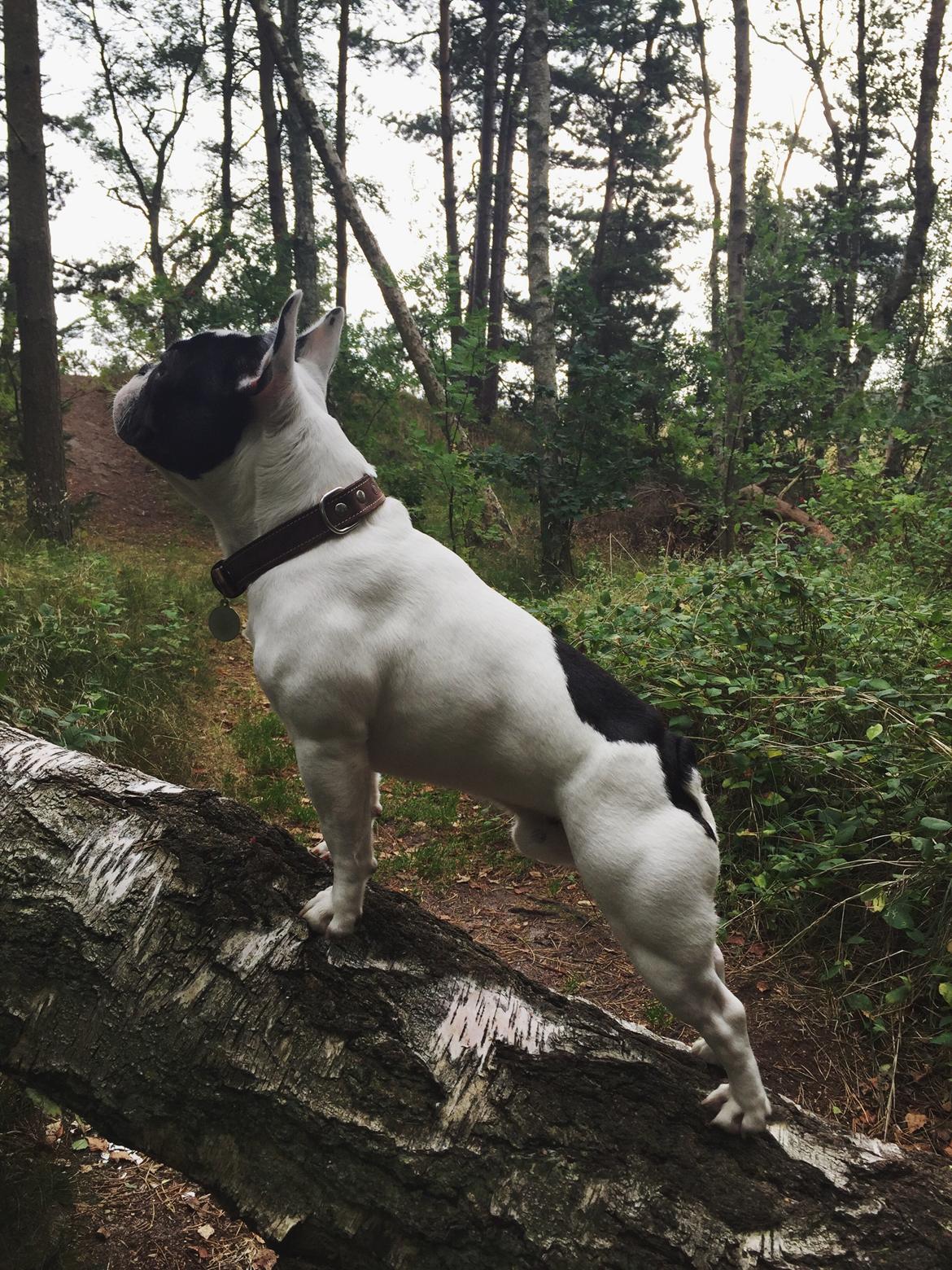 Fransk bulldog Bullys Lord Oscar billede 6