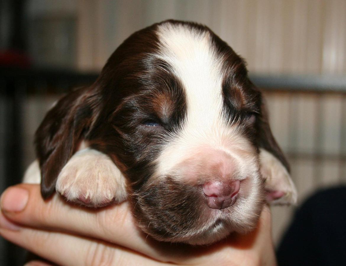 Cocker spaniel Bella  billede 1