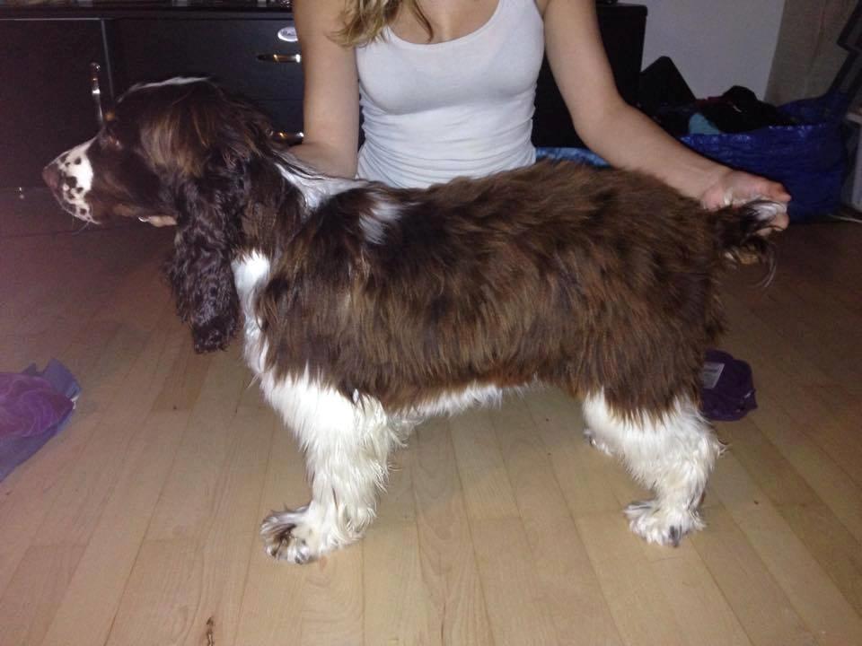 Cocker spaniel Bella  billede 2
