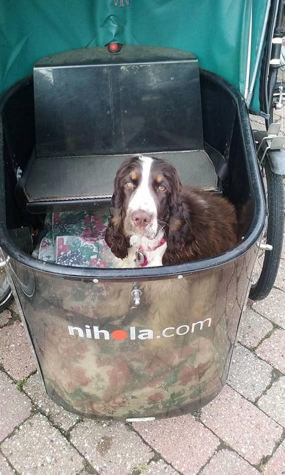 Cocker spaniel Bella  billede 3