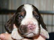 Cocker spaniel Bella  billede 4