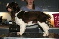 Cocker spaniel Bella  billede 5