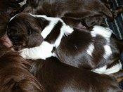 Cocker spaniel Bella  billede 6