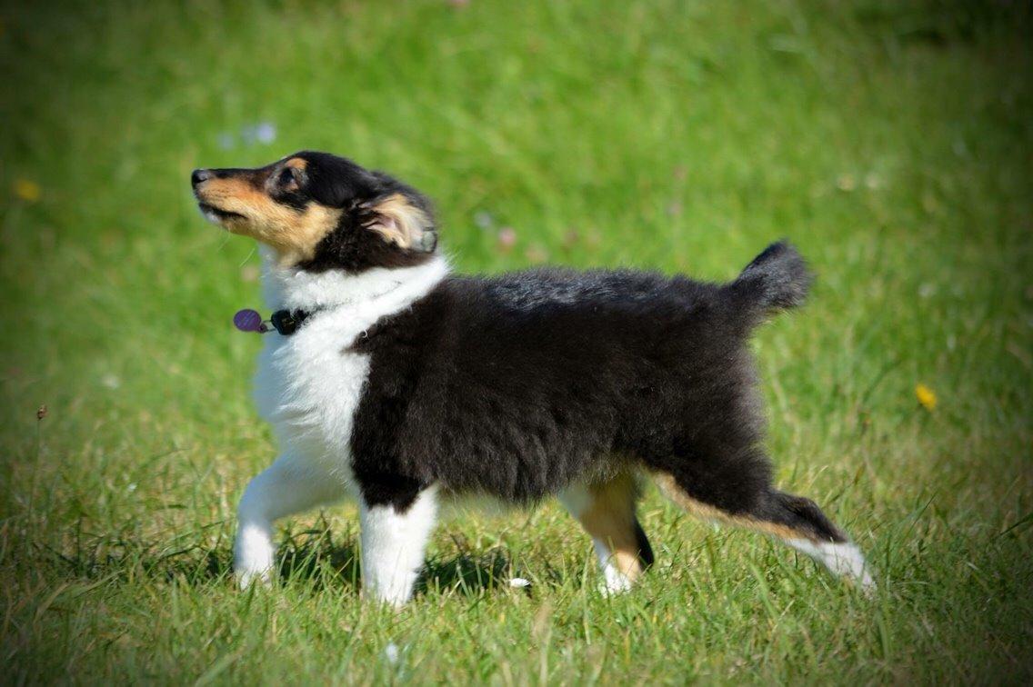 Shetland sheepdog Microgården's Zusie Q aka Esther billede 21