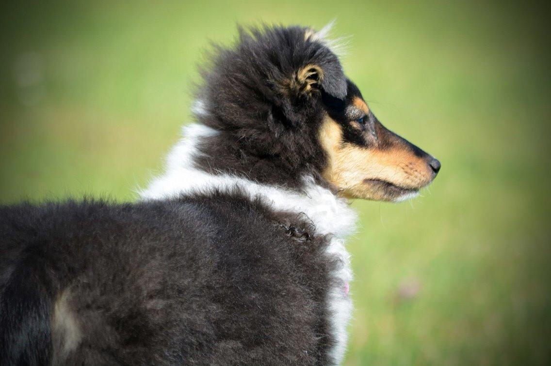 Shetland sheepdog Microgården's Zusie Q aka Esther billede 22