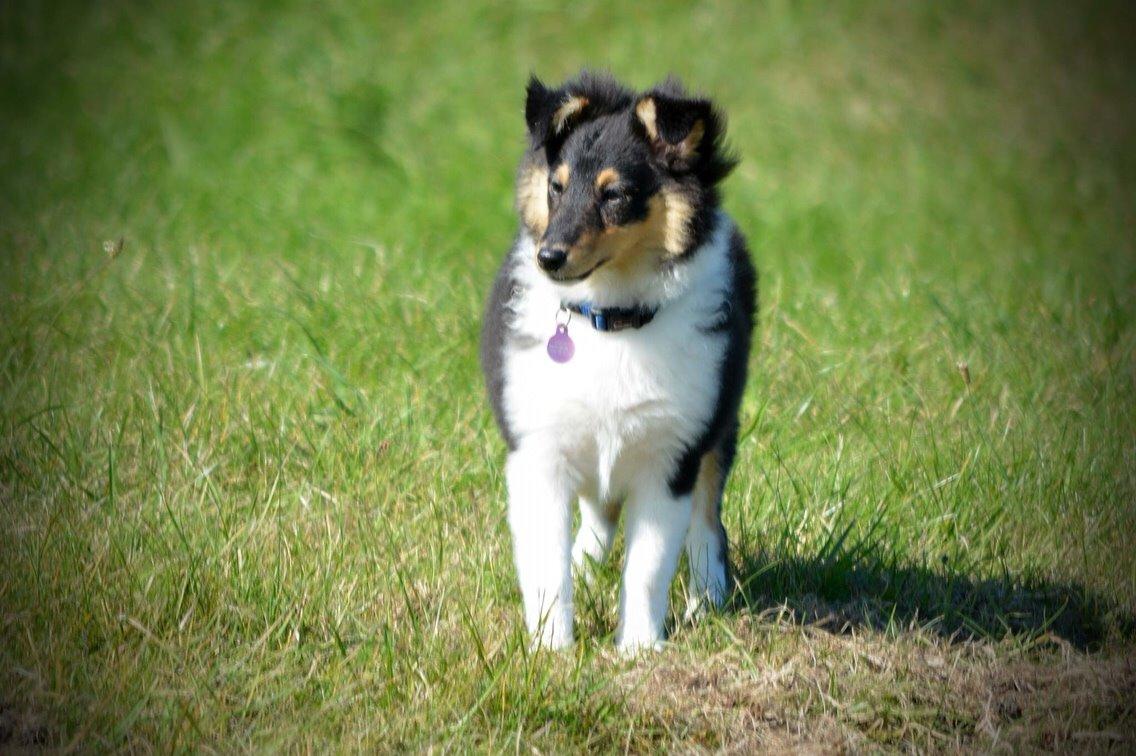 Shetland sheepdog Microgården's Zusie Q aka Esther billede 23