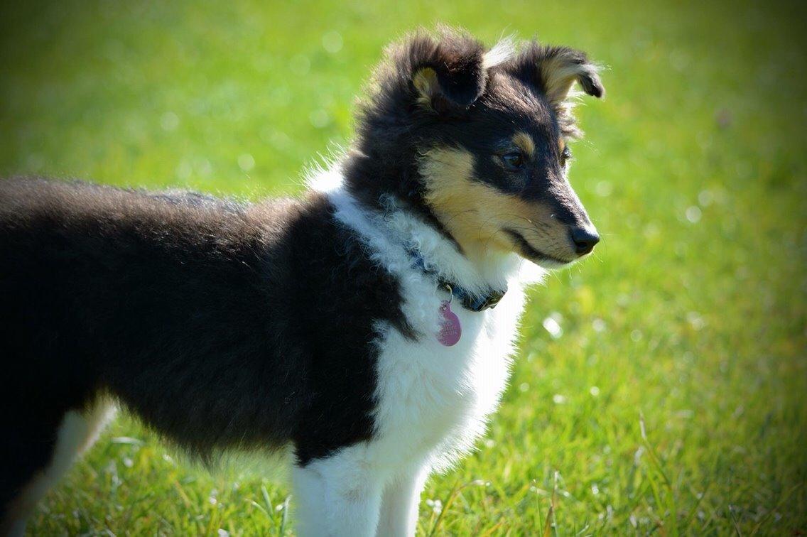 Shetland sheepdog Microgården's Zusie Q aka Esther billede 24