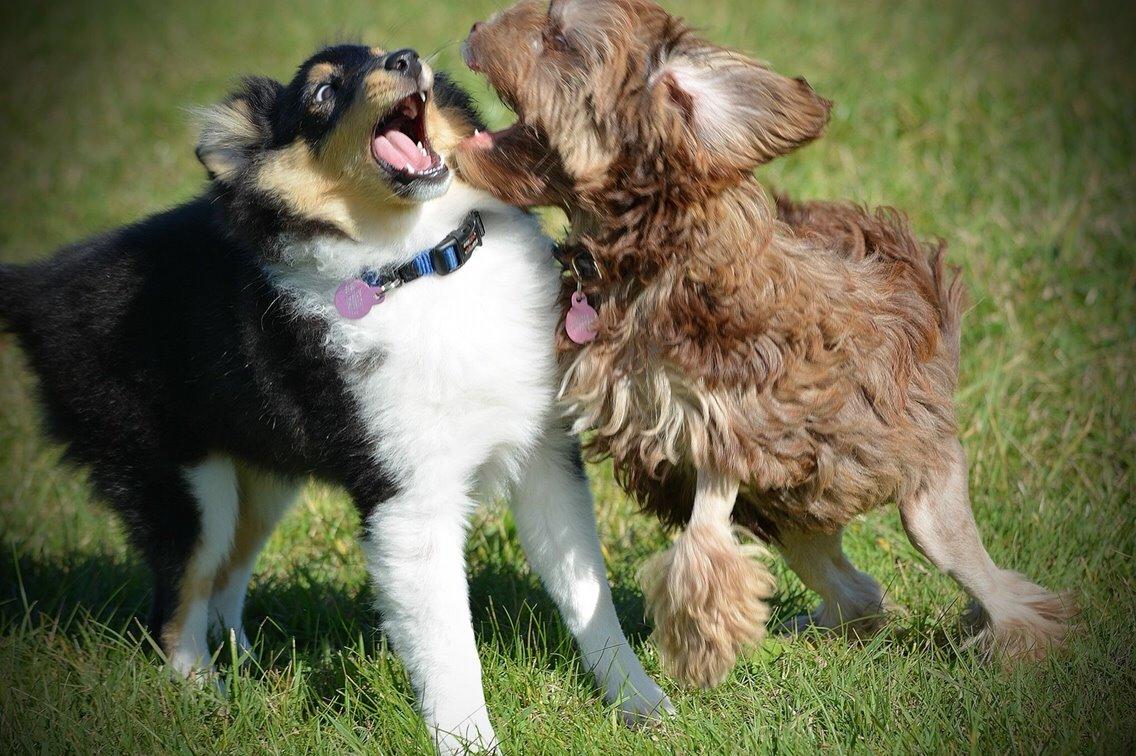Shetland sheepdog Microgården's Zusie Q aka Esther billede 25