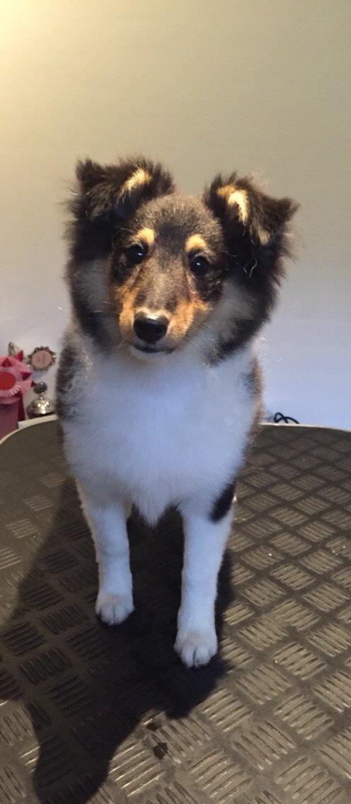 Shetland sheepdog Microgården's Zusie Q aka Esther billede 27
