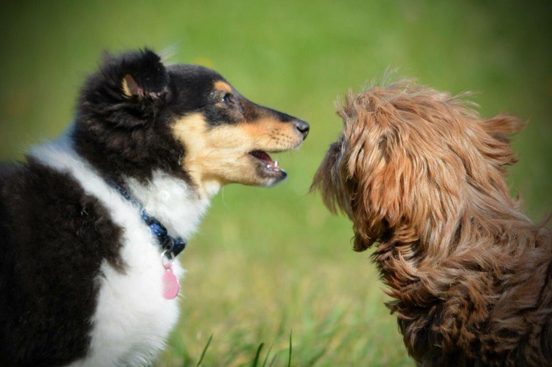 Shetland sheepdog Microgården's Zusie Q aka Esther billede 26