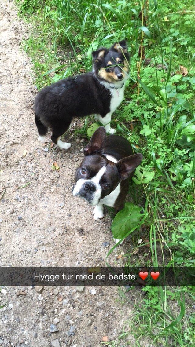 Shetland sheepdog Microgården's Zusie Q aka Esther billede 28