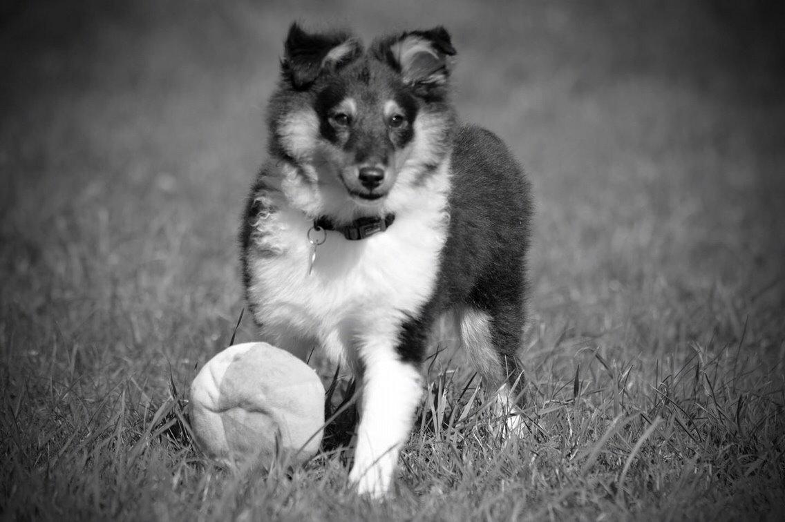 Shetland sheepdog Microgården's Zusie Q aka Esther billede 2