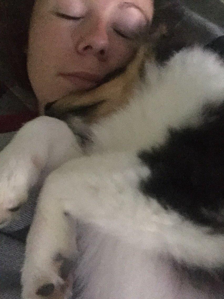 Shetland sheepdog Microgården's Zusie Q aka Esther billede 29