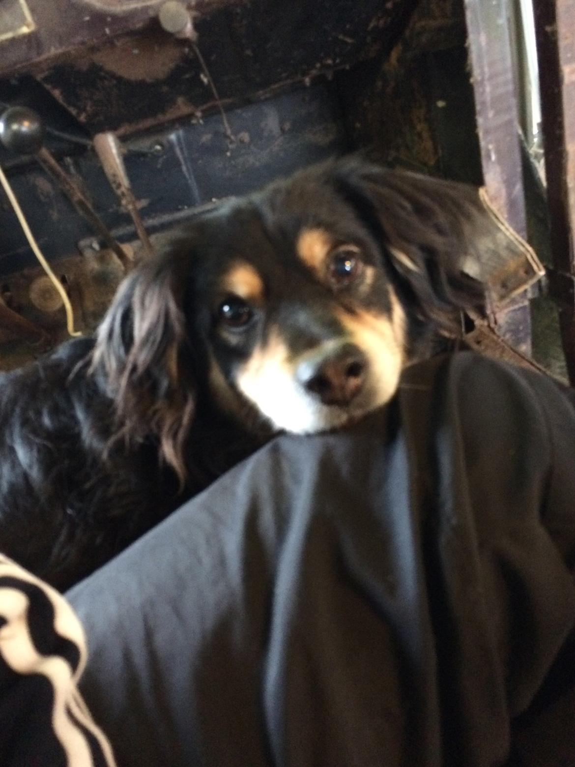 Blanding af racer Vaks billede 15