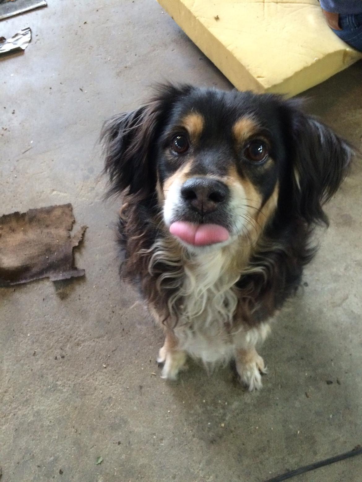 Blanding af racer Vaks billede 16