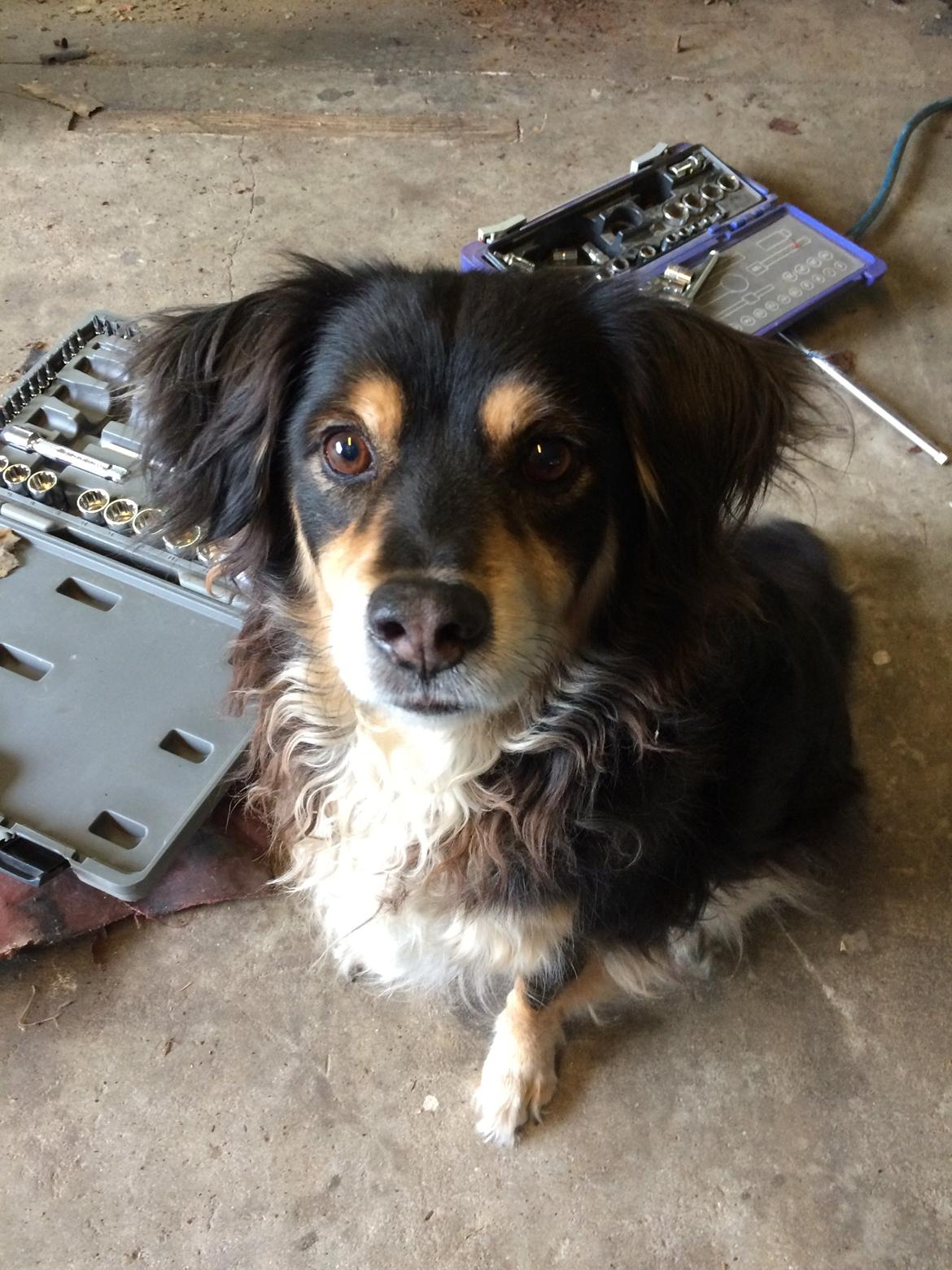 Blanding af racer Vaks billede 17